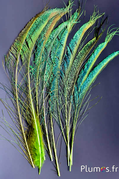 Paon bleu sabre - 30-38 cm - lime